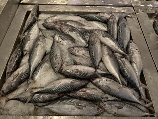 Obraz premium Fresh Mackerel Fish on Ice Display at Asian Wet Market