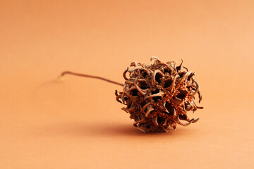 Dry sweetgum fruit on warm background