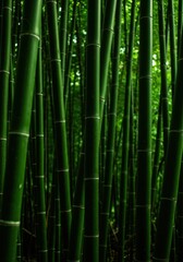 Fototapeta premium Vibrant green bamboo stalks creating a dense natural background deep within a tranquil jungle environment, bathed in soft, diffused light ,grove ,nature ,jungle
