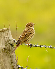 Corn bunting on barbed wire. Red listed (in decline) British bird.