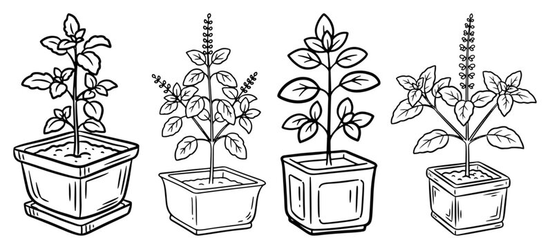 Tulsi Plant Set Hand Drawn Sketch. Sacred Holy Basil in Pot Vector Illustration