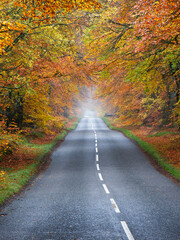Autumn trees hanging over road at Edzell