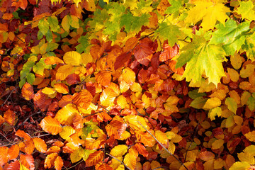 autumn leaves close-up