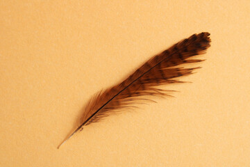Brown feather of a small bird