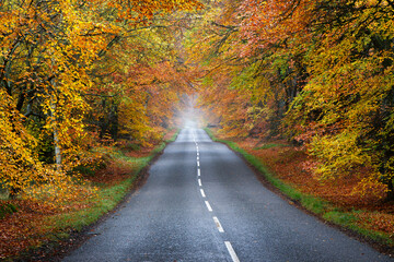 Autumn trees hanging over road at Edzell
