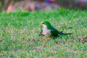 A Monk Parakeet, characterized by its gray head and green plumage, sits directly on a patch of lush green lawn during the day.