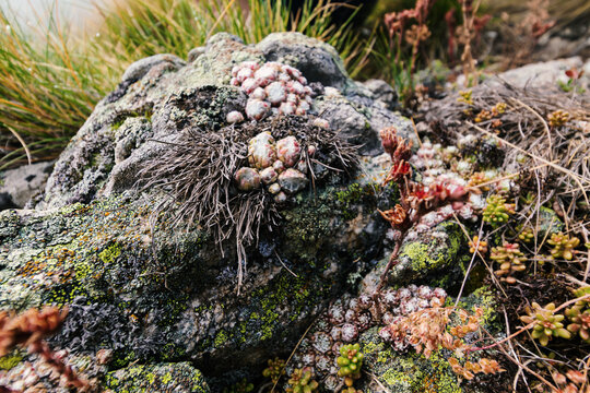 Tiny clusters of pinkish alpine succulent plants thrive alongside moss and lichen on the rugged surface of a dark, weathered rock. - Powered by Adobe