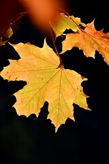 autumn maple leaves