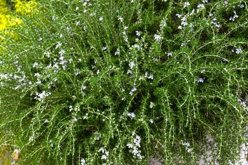 Rosemary flowers. Lamiaceae evergreen shrub herb. The flowers bloom for a long period of time, and the fragrant leaves are used as a spice, herbal tea, and aromatic oil.