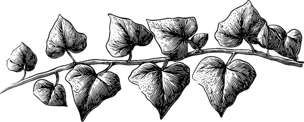 Fototapeta premium Vintage ivy vine leaves: hand-drawn engraving design for retro decor