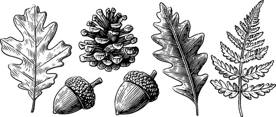 Vintage botanical engravings of oak branch, pine cone, mountain fern for nature design