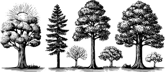 Fototapeta premium Vintage tree ring and leaf illustration for botanical design