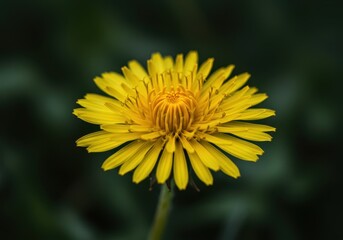 Obraz premium A perfect, vibrant yellow dandelion bloom photographed in sharp focus outdoors, showcasing its delicate petals and bright spring color, common, park, botany