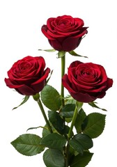 Fototapeta premium Elegant trio of fresh, dark red roses presented as a striking still life composition, isolated against a bright white background, symbolizing deep passion ,elegant ,greeting ,rich
