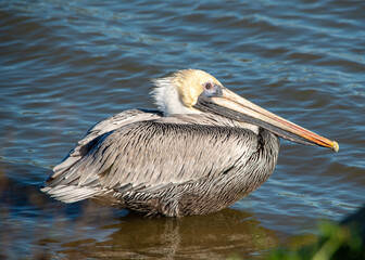 Brown Pelicans at Fort Anahuac Park in Texas