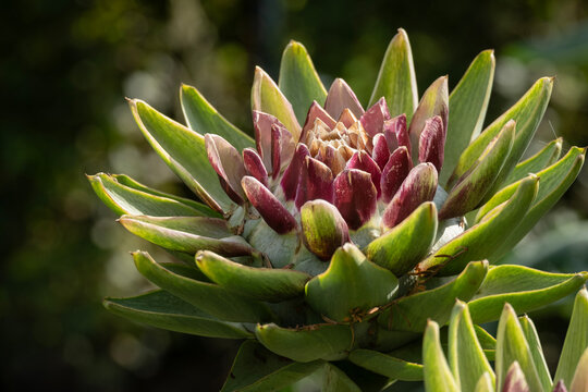 Artischocke (Cynara scolymus, Cynara cardunculus)