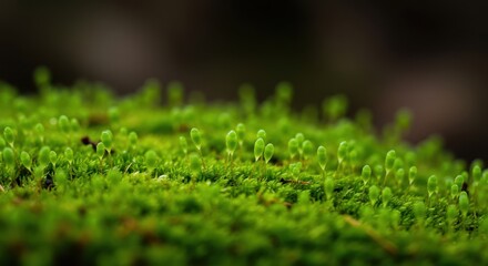 Detailed macro photograph capturing the lush, velvety texture of bright green bryophytes covering a moist woodland surface. Organic wallpaper texture ,floor ,substrate ,organic