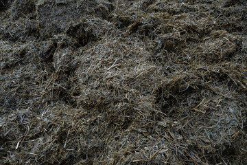 a pile of alfalfa hayloft for feeding dairy cows on the feeding area