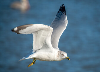 Seagull flying over Fort Anahuac in Texas