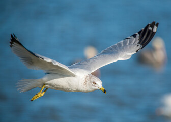 Seagull flying over Fort Anahuac in Texas
