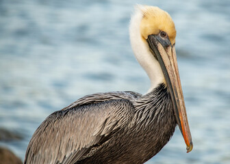 Brown Pelicans at Fort Anahuac Park in Texas