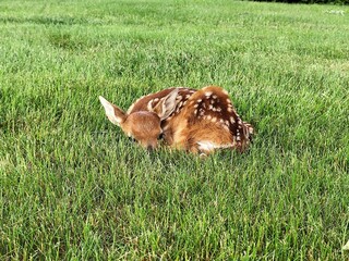 deer in the grass, baby deer