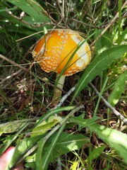 mushroom in the forest