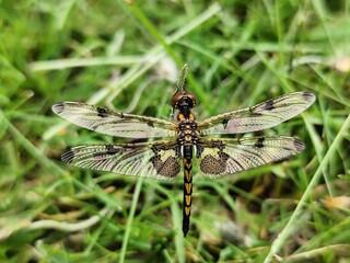 dragonfly on the grass