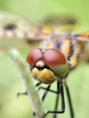 close up of a dragonfly