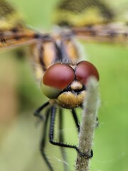 close up of a dragonfly, macro