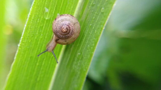 macro bush snail or Asian tramp snail (Bradybaena similaris)