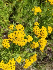 common tansy, plant, herbal medicine, herbalism, cow bitter, bitter buttons, golden buttons