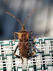 bug on the ground, western conifer, seed bug, WCSB, leptoglossus occidentalis
