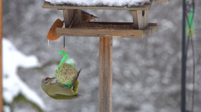CLOSE UP: Green woodpecker hangs from a tallow ball attached to a snowy bird feeder, where a great tit and nuthatch are feeding. Charm of garden wildlife and natural behaviour during the cold season.