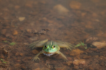 A bright green frog lies submerged and very still in a muddy pool of water.
