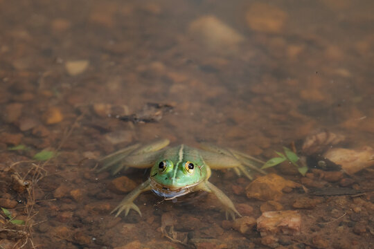 A bright green frog lies submerged and very still in a muddy pool of water.