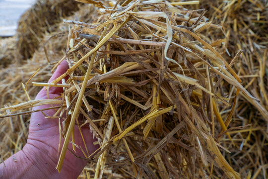 Straw for feeding cows and bedding for stalls