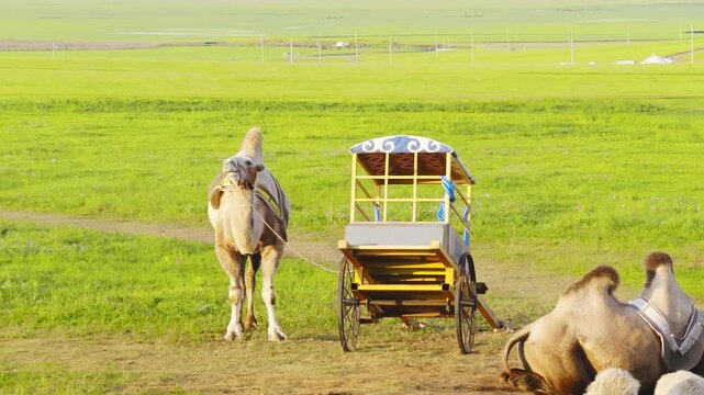 Resting grassland camels