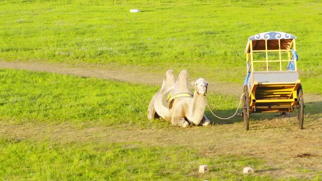 Resting grassland camels