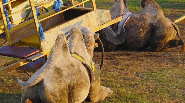 Resting grassland camels
