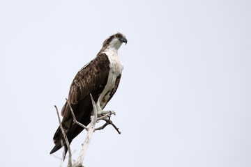A migratory osprey perched on the dry branch of a tree.