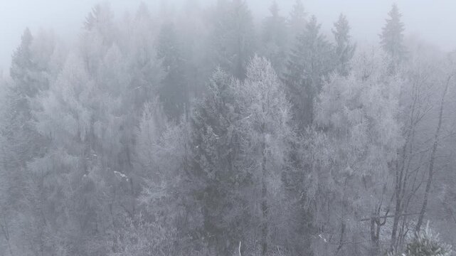 AERIAL: Forest treetops dusted in snow and shrouded in thick winter fog. Conifers and deciduous trees blend into soft, muted landscape, creating an atmospheric scene captured from above on a cold day.