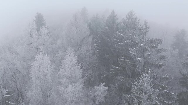 AERIAL: Dense mixed forest is wrapped in mist and coated in white frost. Snow covered conifers and leafless deciduous trees blend seamlessly into the cold fog. Serene beauty of moody winter landscape.