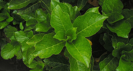 Capullo de hojas verdes © Adriana