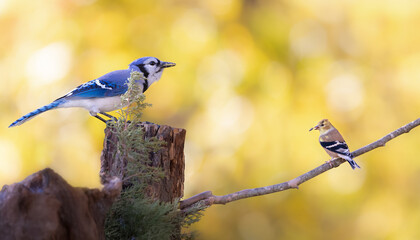 Obraz premium blue jay and goldfinch against golden background
