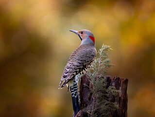 Fototapeta premium northern flicker woodpecker against golden background