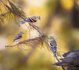 Fototapeta premium three goldfinches on redwood branch