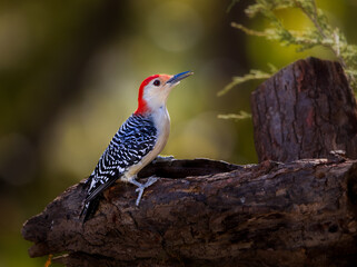 Fototapeta premium red bellied woodpecker on perch