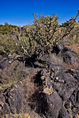 Valley of Fires lava field is considered one of the youngest lava flows in the United States, with the various formations created around 10,000 years ago.