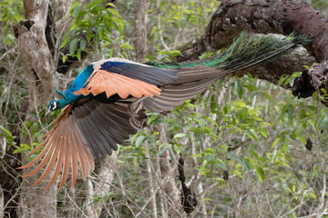 An Indian peafowl flies down from it's perch on the branch of a tree.